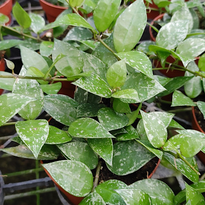 4" Hoya Krohniana Speckled